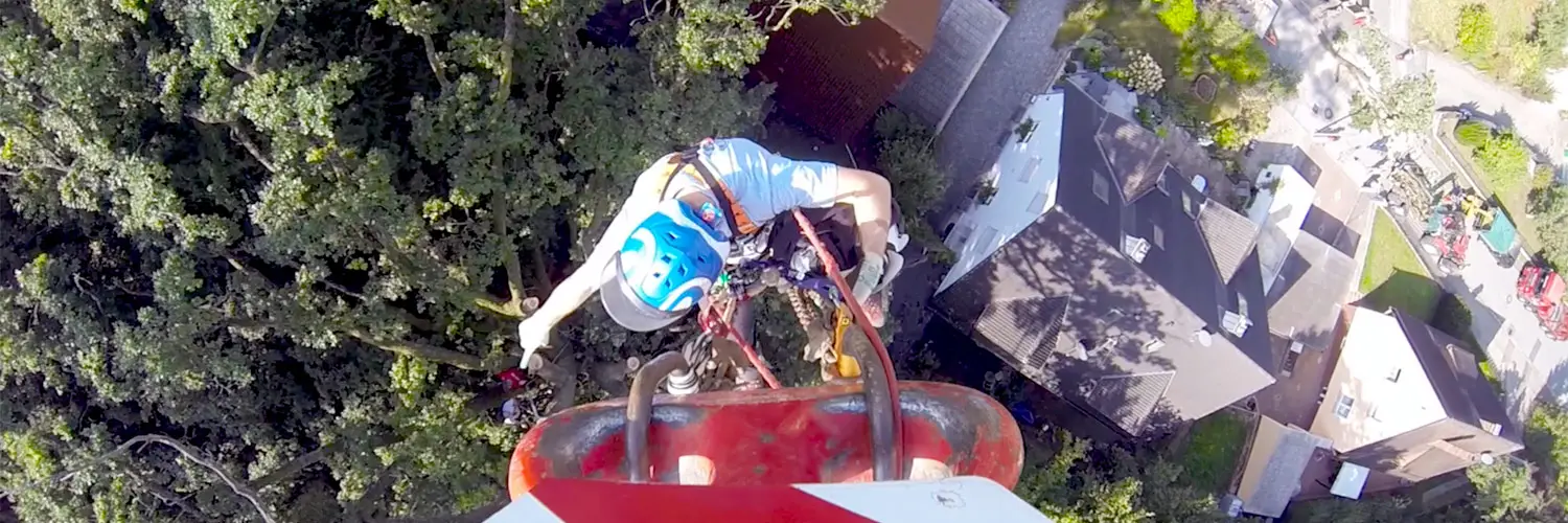 TreeTop Baumpflege GmbH - Nürnberg Fürth Erlangen TreeTop Baumpflege GmbH - Nürnberg Fürth Erlangen