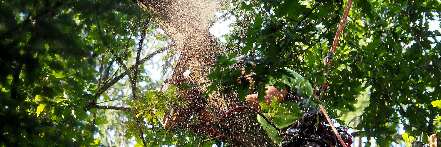 TreeTop Baumpflege GmbH - Nürnberg Fürth Erlangen TreeTop Baumpflege GmbH - Nürnberg Fürth Erlangen