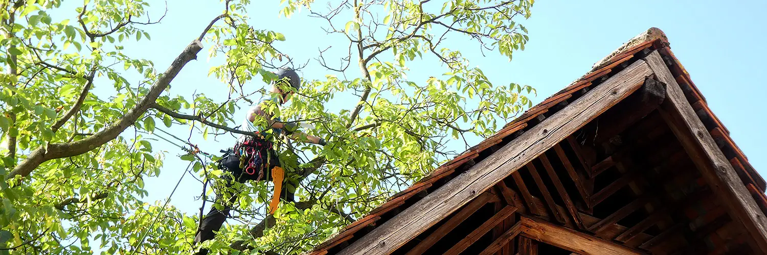 TreeTop Baumpflege GmbH TreeTop Baumpflege GmbH - Nürnberg Fürth Erlangen