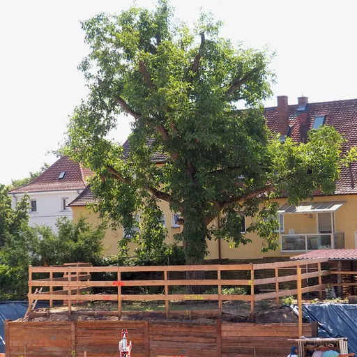 TreeTop Baumpflege GmbH - Nürnberg Fürth Erlangen - Baubegleitung
