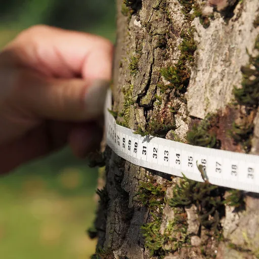TreeTop Baumpflege GmbH - Nürnberg Fürth Erlangen - Baumkontrolle